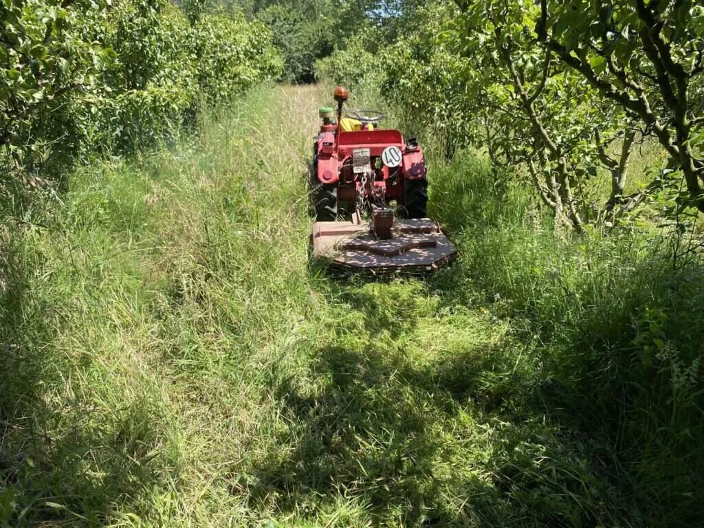 Desbroce con tractor entre árboles frutales