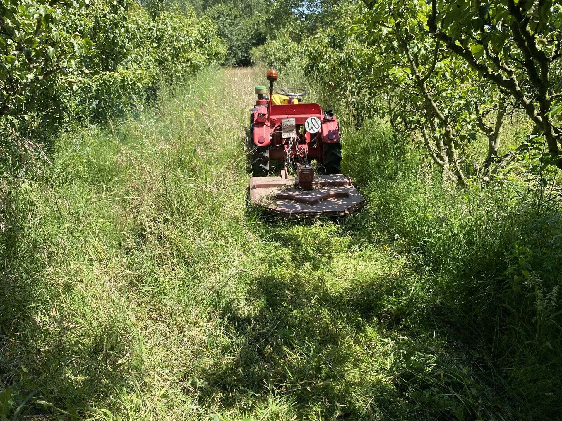Desbroce con tractor entre árboles frutales