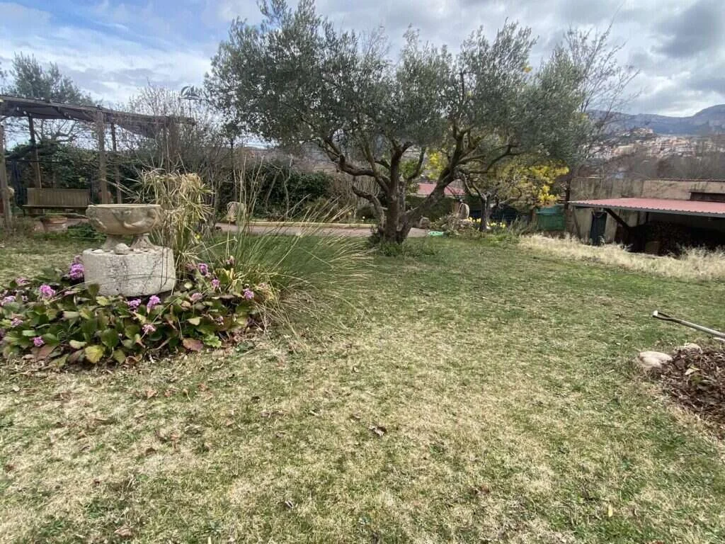 Poda de olivos y árboles frutales