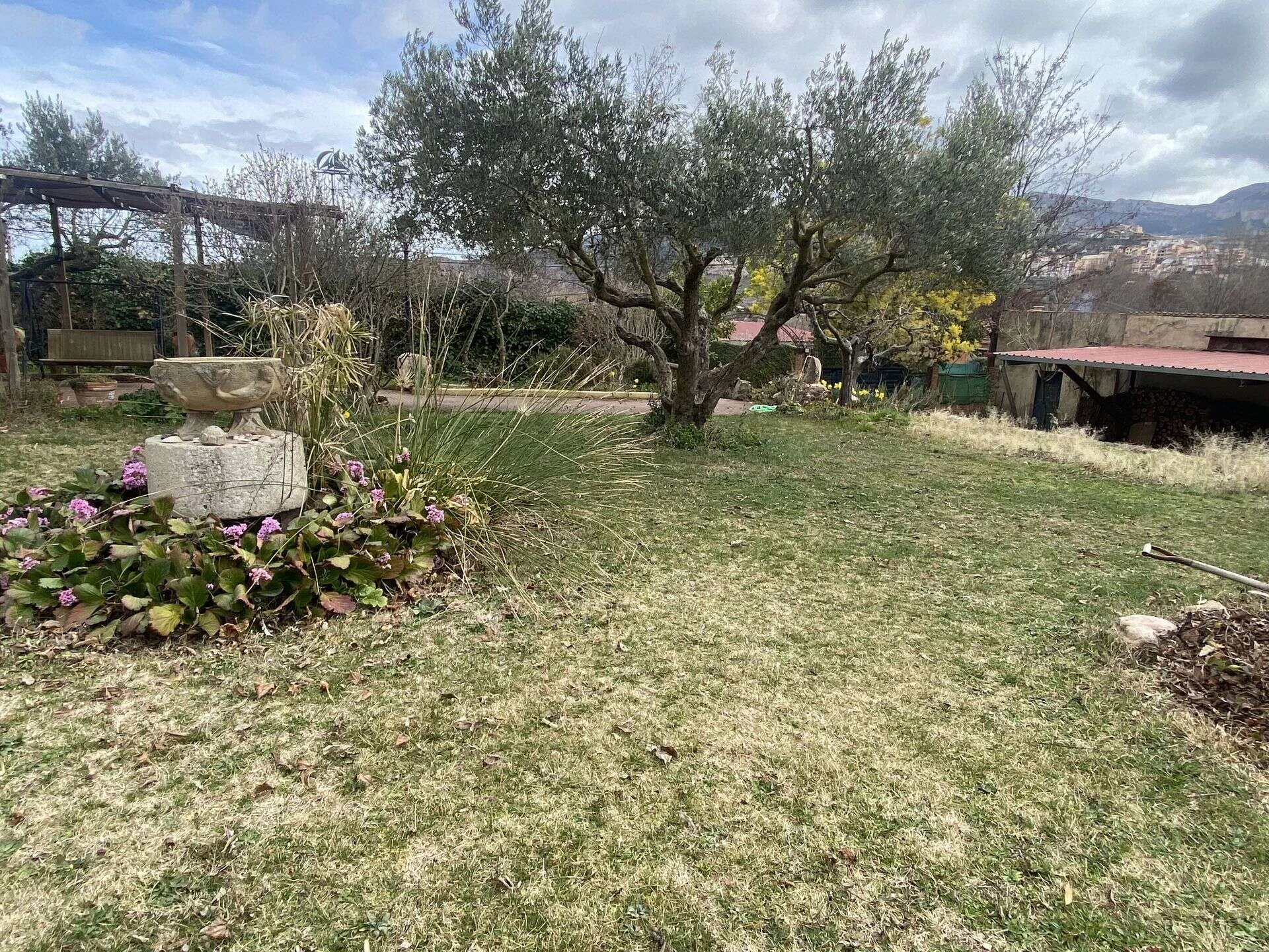 Poda de olivos y árboles frutales